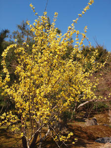 20110414_669shuusei.jpg