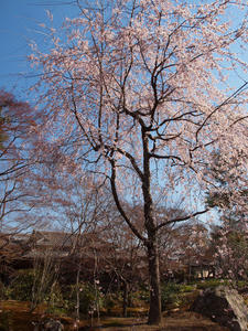 20110414_697shuusei.jpg