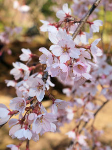 20110414_704shuusei.jpg