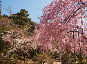 20110414_716shuusei.jpg