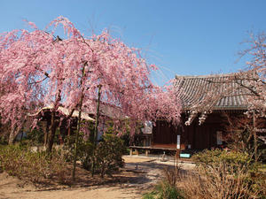 20110414_717shuusei.jpg