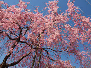 20110414_721shuusei.jpg