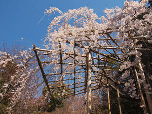 20110414_765shuusei.jpg