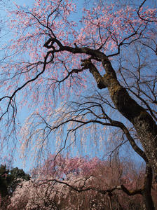 20110414_789shuusei.jpg