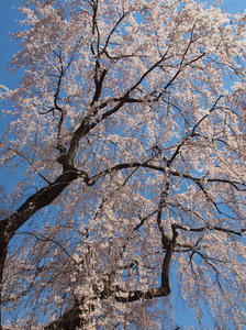 20110414_818shuusei.jpg