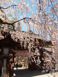 20110414_824shuusei.jpg