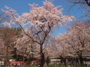 20110414_843shuusei.jpg