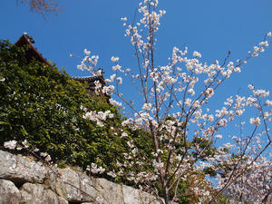 20110414_937shuusei.jpg