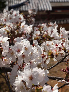 20110414_941shuusei.jpg