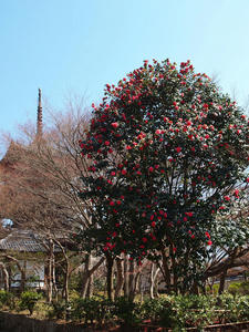 20110414_951shuusei.jpg