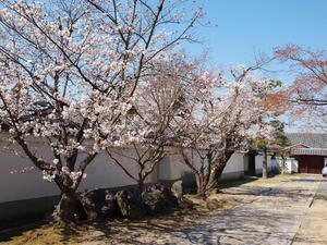 20110414_965shuusei.jpg