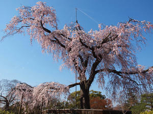 20110414_978shuusei.jpg