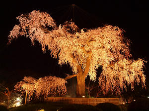 20110414_1144shuusei.jpg