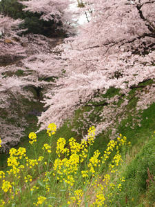 20110414_1163shuusei.jpg