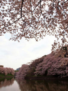 20110414_1209shuusei.jpg