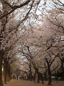 20110414_1258shuusei.jpg