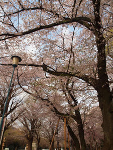 20110414_1264shuusei.jpg