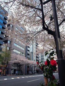 20110414_1303shuusei.jpg