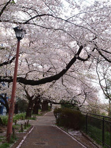 20110414_1309shuusei.jpg