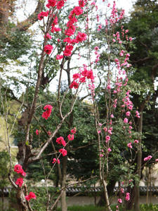 20110414_1366shuusei.jpg