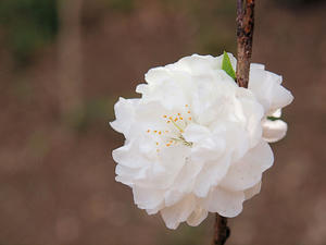 20110414_1382shuusei.jpg