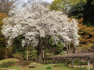 20110414_1384shuusei.jpg