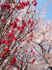 20110414_1472shuusei.jpg