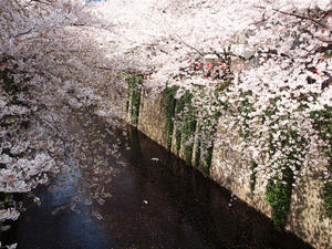 20110414_1588shuusei.jpg