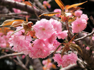 20110529_75shuusei.jpg