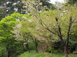 20110529_112shuusei.jpg