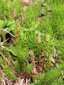 20110529_144shuusei.jpg