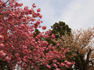 20110529_290shuusei.jpg