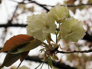 20110529_368shuusei.jpg