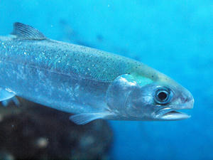 20110529_727shuusei.jpg
