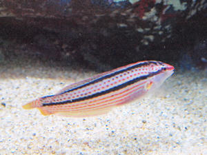 20110529_781shuusei.jpg