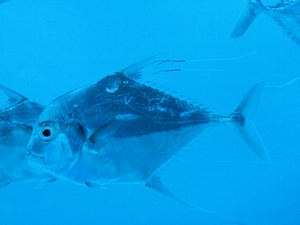 20110529_848shuusei.jpg