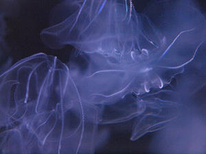 20110529_855shuusei.jpg