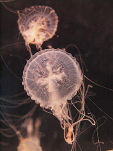 20110529_877shuusei.jpg