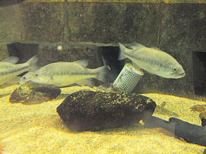 20110529_939shuusei.jpg