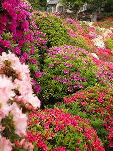 20110501_502shuusei.jpg