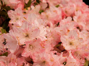 20110501_516shuusei.jpg