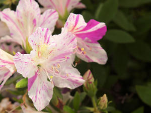 20110501_520shuusei.jpg