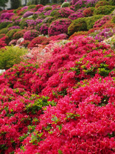 20110501_528shuusei.jpg