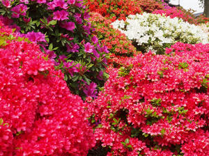 20110501_534shuusei.jpg