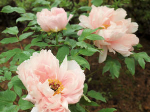 20110501_583shuusei.jpg