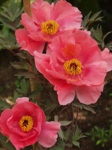 20110501_587shuusei.jpg