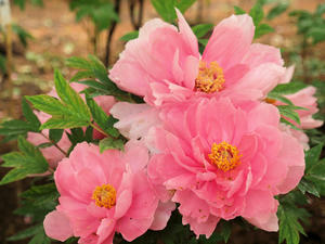 20110501_599shuusei.jpg