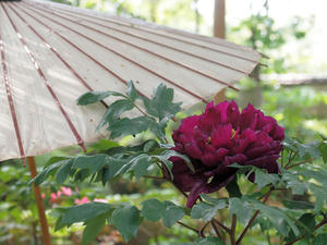 20110501_605shuusei.jpg