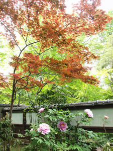 20110501_609shuusei.jpg