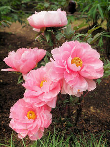 20110501_612shuusei.jpg